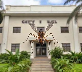 prevenção semanal contra o Aedes aegypti