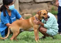 vigilância em zoonoses