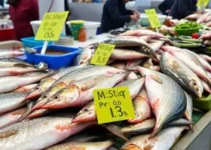 peixe santo