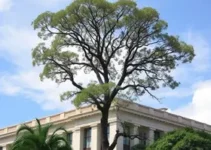 decreto manejo poda árvores