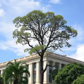 decreto manejo poda árvores