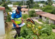 Cuiabá vistoria imóveis Aedes aegypti
