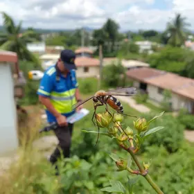 Cuiabá vistoria imóveis Aedes aegypti