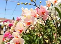 Festival de Orquídeas e Rosas do Deserto