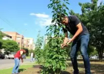 plantio de árvores em Cuiabá